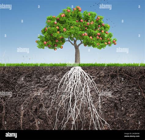Apple Tree And Soil With Roots And Grass 3d Illustration Stock Photo