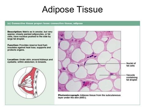 Adipose Tissue Slide Diagram