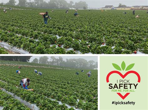 California strawberry growers and farm workers pick safety - Fruit ...
