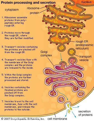 19 best Plant and animal cell models images on Pinterest ...