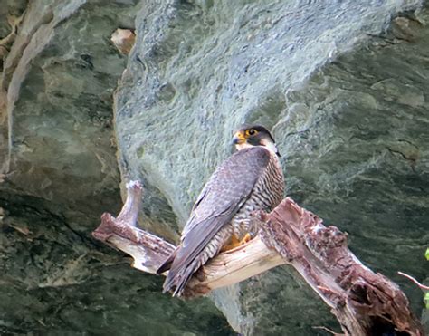 Grandfather Mountain Celebrates Peregrine Falcon Nesting Grandfather