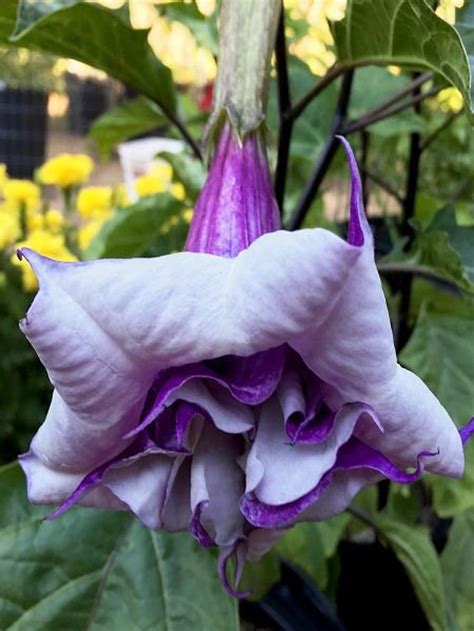 Brugmansia Seeds Purple Angel Trumpet 5 Seeds Etsy