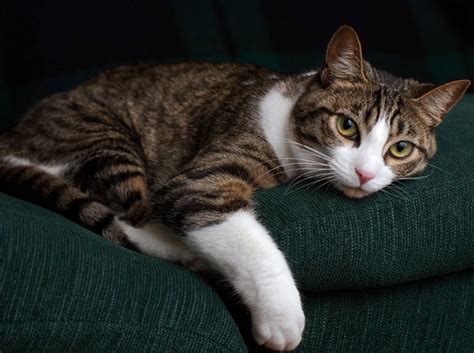 Bei erwachsenen liegt eine darmverstopfung laut medizinischer definition jedoch klar vor, wenn folgende symptome auftreten: Katzen röntgen lassen: Wann ist es nötig?