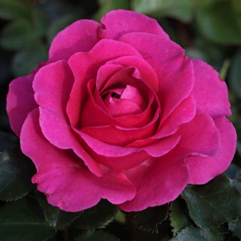 Timeless Purple Uk Potted Rose Colin Gregory Roses Ltd