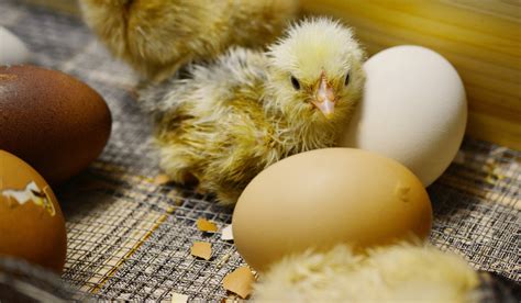 Baby Chickens Hatching