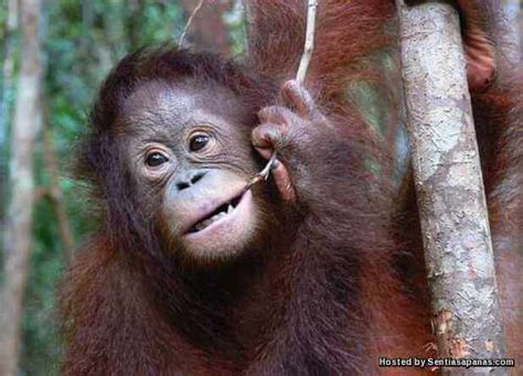 Lembang park and zoo bandung. 5 Haiwan Yang Hampir Pupus Di Malaysia - SENTIASAPANAS