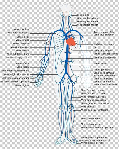 Systemic Venous System Deep Vein Human Body Circulatory System Png
