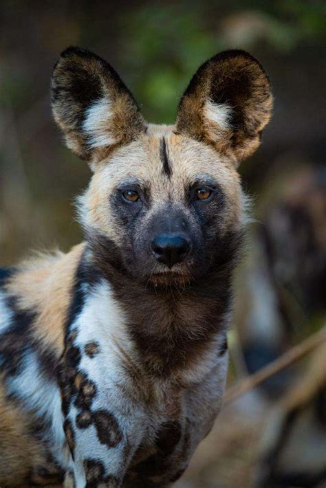 Facts And Best Places To See African Wild Dogs Wilderness