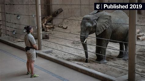 Zoos Called It A ‘rescue But Are The Elephants Really Better Off