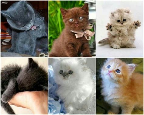 Kitten Collage Cute Animals Cats And Kittens Cats