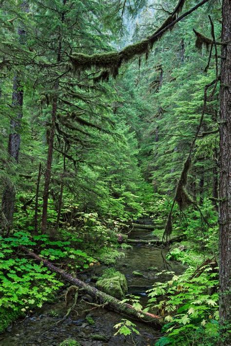 Alaska Creek Tongass National Forest Alaska Wilderness Alaska