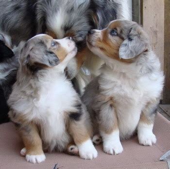 Lancaster puppies has dozens of puppies for less than $500. Miniature American Shepherd dogs in Canada - CanaDogs