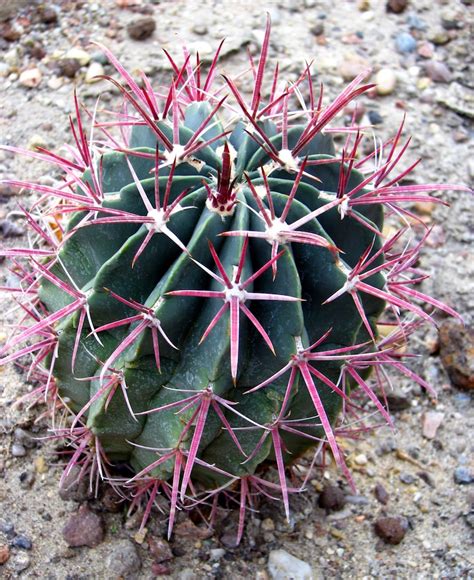 Ferocactus Gracilis Fire Barrel Cactus Amazing Red Spines Etsy