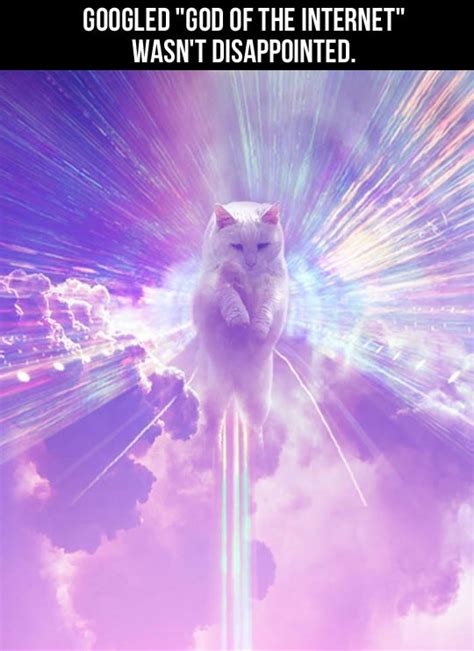 Cat God Of The Internet Cats Know Your Meme