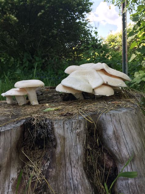 Edible Mushrooms That Grow On Tree Stumps Giuseppina Hensley