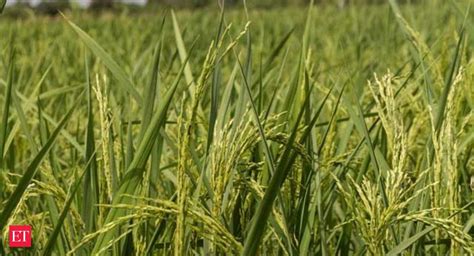 Indias Rice Exports Set To Ease As Govt Raises Buying Price The