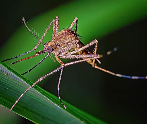 Simple Ways To Reduce Mosquitoes Around Your Home Roys Wildlife And