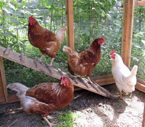 Salmonella Outbreak 2023 Linked To Backyard Poultry • Report Issues Protect Your Community