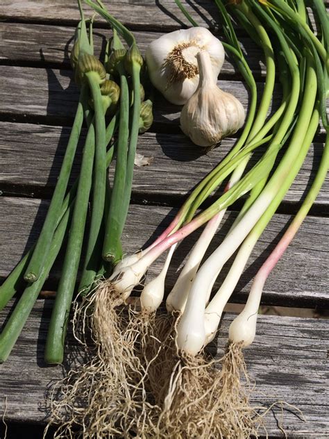 Garlic Scapes, Green Garlic And Roasted Garlic: Recipes And Tips | Here ...