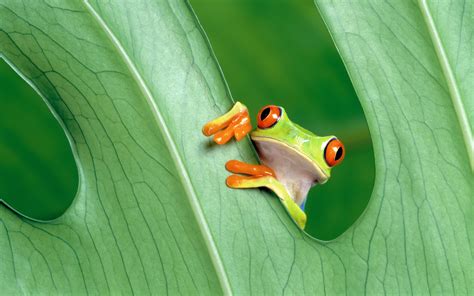 Frog Wallpapers Hd Wallpapers Id 11802