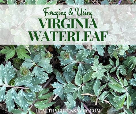 Virginia Waterleaf Hydrophyllum Virginianum Early Wild Edible