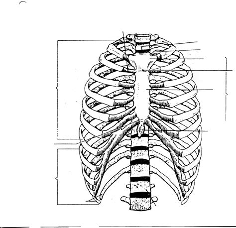 Rib Cage Anatomy Labeled Rib Cage Anatomy Human Anatomy We Hope