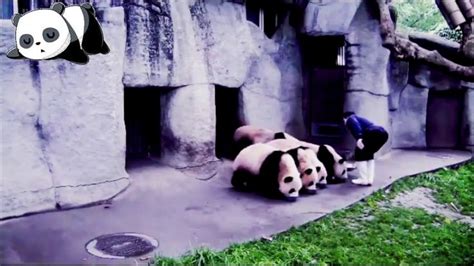 Pin On Funny And Cute Panda Compilation