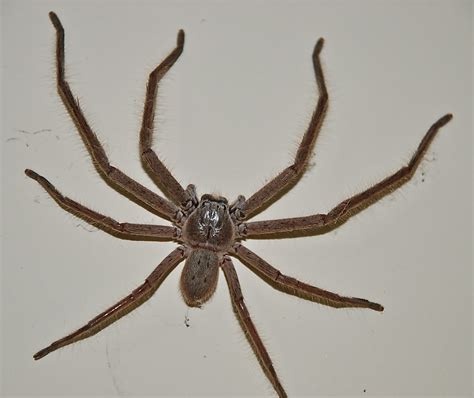 Australian Tarantula Or Huntsman Spider On My Bedroom Wall Flickr