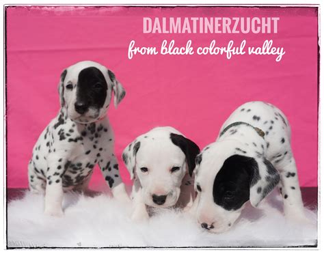 Dalmatiner Hunde Vom Treenetal