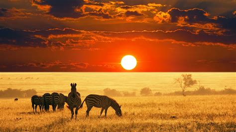 Zebras In A Field At Sunset Africa Wallpapers And Images Wallpapers