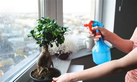 Dec 14, 2018 · trees that can be planted over water pipes. Watering Bonsai: How Often Do You Water The Bonsai Tree?