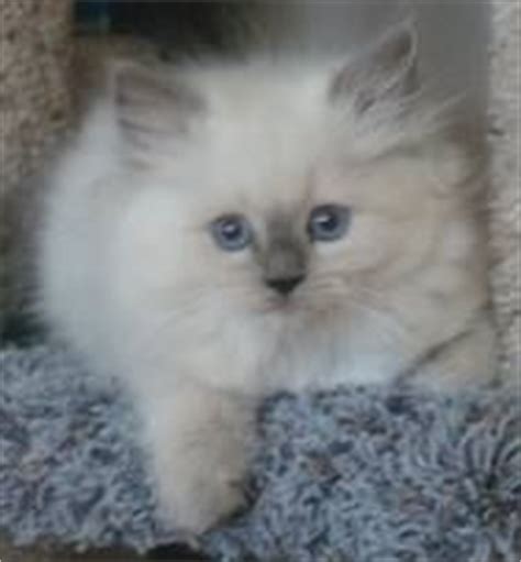 Beautiful friendly female ragdoll cat for sale. Ragdoll Kittens for Sale Near Me | Buy Ragdoll Kitten ...