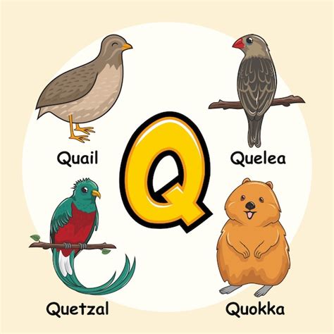 Cute Animals Alfabeto Letra Q Vector Premium