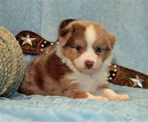 Check spelling or type a new query. red merle mini aussie! ADORABLE! | Aussie dogs, Australian ...