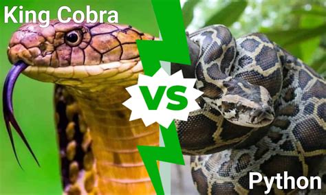 King Cobra Vs Python Quale Serpente Mortale Vincerebbe In Un