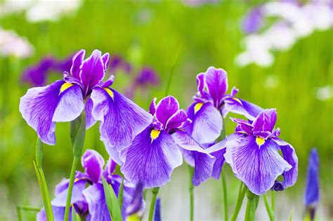 How To Plant Iris Bulbs In 3 Stages Uk