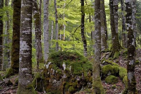 Unesco World Heritage Centre Document Primeval Beech Forests Of The