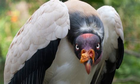 King Vulture Smithsonians National Zoo And Conservation Biology