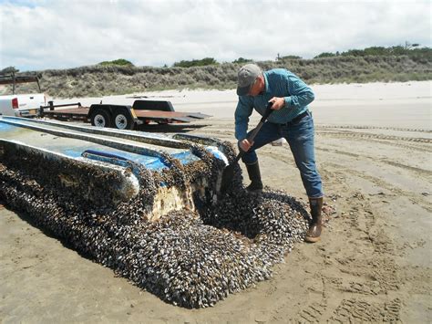 Ruins:searched in the debris of the bombed building for survivors. Japan Tsunami: Hundreds of Species Hitchhiked to U.S. on ...