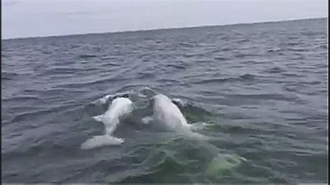 Beluga Whales Spotted In Long Island Sound Abc7 New York