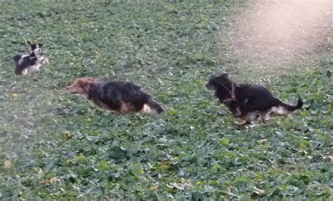 Für das laufen lernen müssen bei jedem kind bestimmte motorische. Ab wann kann man Welpen ohne Leine laufen lassen