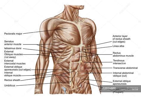 Anatomy Of Human Abdominal Muscles With Labels Text Muscle Tissue