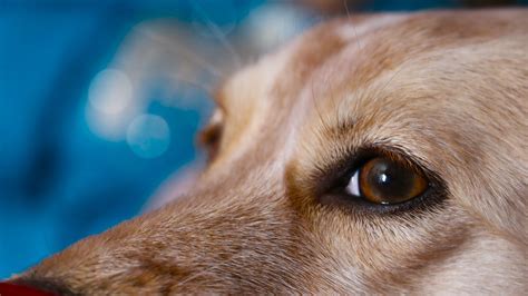 Free Images Puppy Close Up Nose Eyes Whiskers Innocent Golden