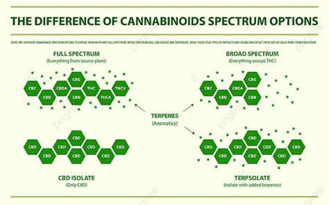 The Difference Of Cannabinoids Spectrum Options Horizontal Infographic