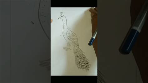 Class 5 Drawing Part 8 Ii Peacock Ii Youtube