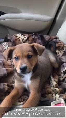 Breeds often compared to the golden retriever. German Shepherd/Lab mix puppy (Greenville, NC) | Lab mix puppies, German shepherd lab mix ...