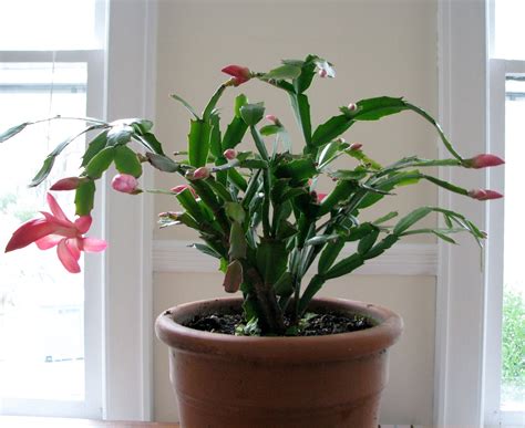 We did not find results for: Growing Thanksgiving Cactus enjoyable, rewarding | Rome ...