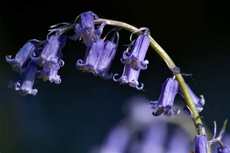Bluebell Arch Flowers Wildlife Photography By Martin Eager