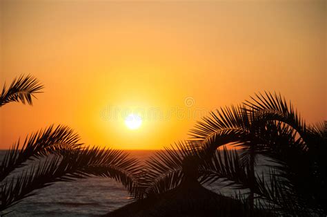Evening Sea Palm Trees Sunset Stock Image Image Of Coast Island