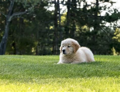 Happy Golden Retriever Puppy Stock Image Image Of Smiling Puppy